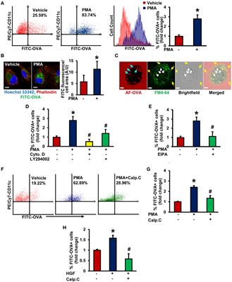 PKCδ-Mediated Nox2 Activation Promotes Fluid-Phase Pinocytosis of Antigens by Immature Dendritic Cells